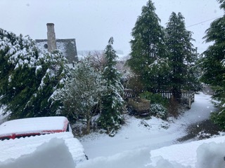 sideways tree