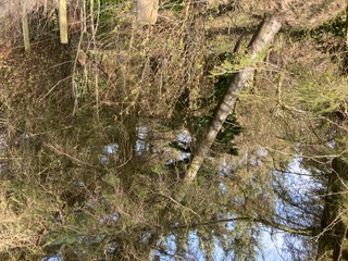 A rather precarious leaning tree