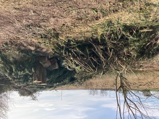 Disassembled tree