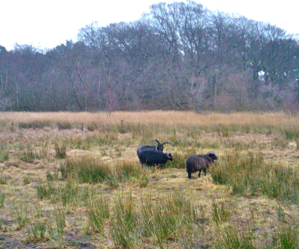 Some Hebridean sheep on Hermand Birchwood meadow