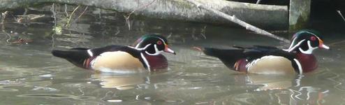 Wood Duck